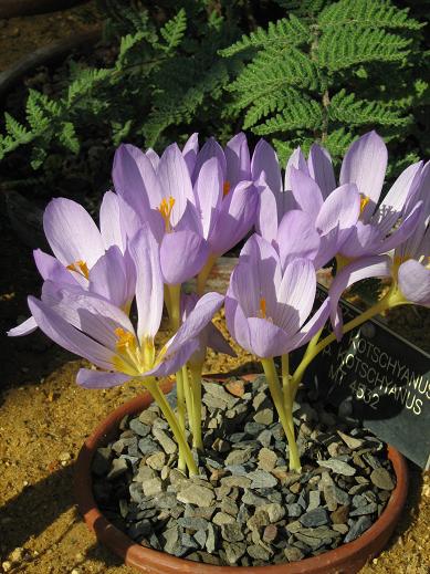 Crocus kotschyanus ssp. kotschyanus 