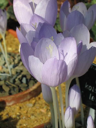 Crocus kotschyanus var leucopharynx 