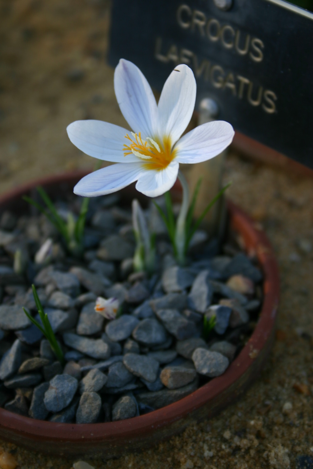 Crocus laevigatus 