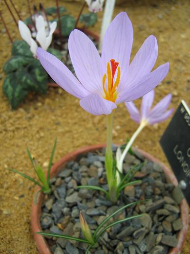 Crocus longiflorus 