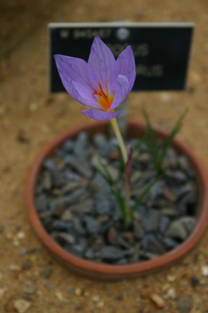 Crocus longiflorus 