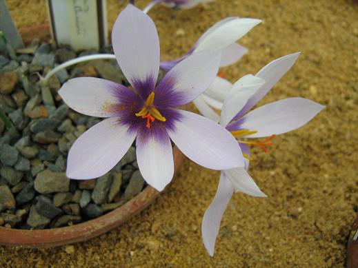 Crocus mathewii 