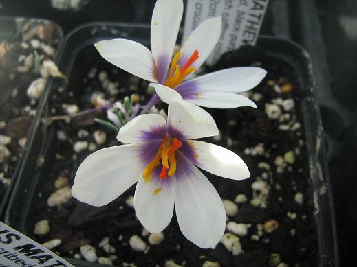 Crocus mathewii 