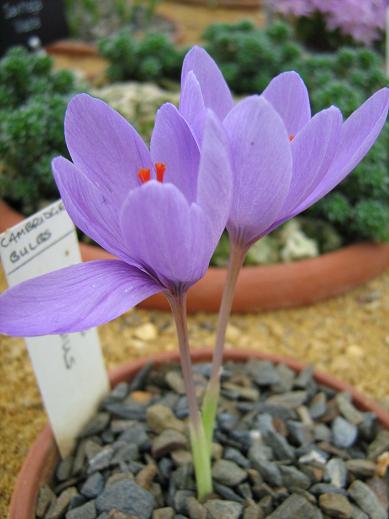 Crocus medius 