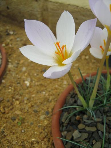 Crocus niveus 