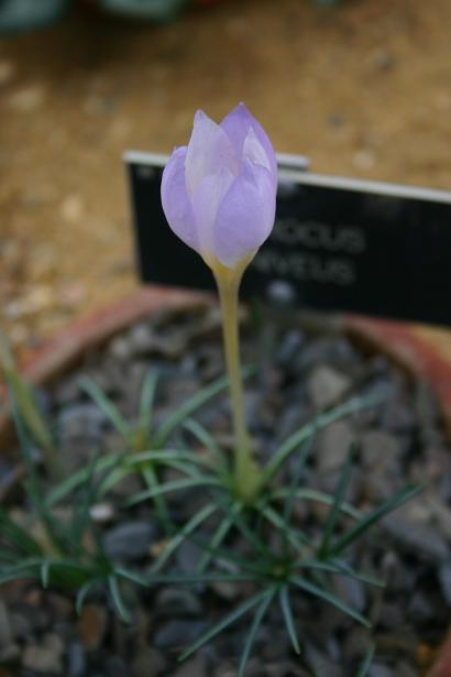 Crocus niveus 