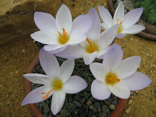 Crocus niveus 