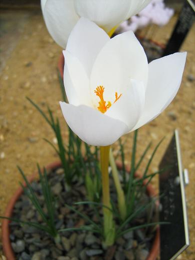 Crocus niveus 