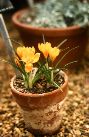 Crocus olivieri 