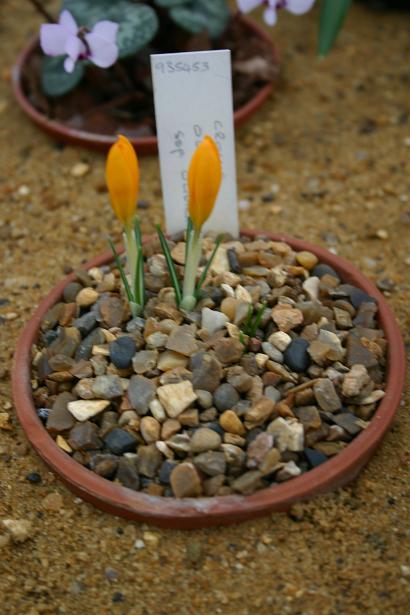 Crocus olivieri ssp. olivieri 