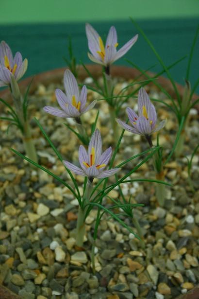 Crocus oreocreticus 