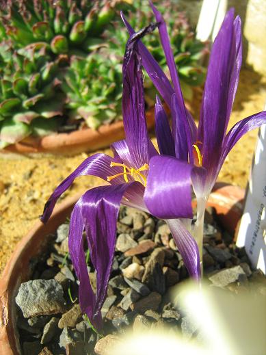 Crocus pallasii ssp dispathaceus 