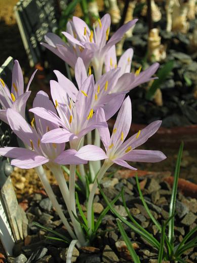 Crocus peloponesiacum 