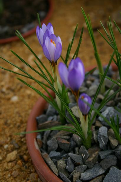 Crocus pestalozzae 