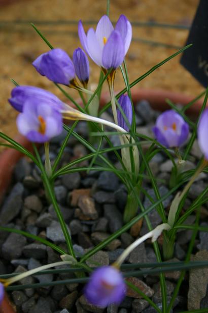 Crocusa pestalozzae var caeruleus 