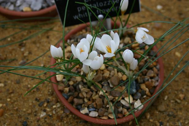 Crocus pestalozzae White Flowered 