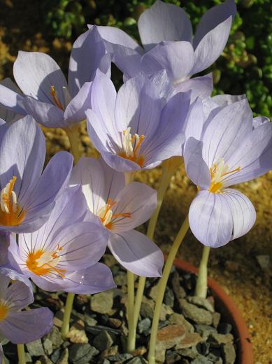 Crocus pulchellus 