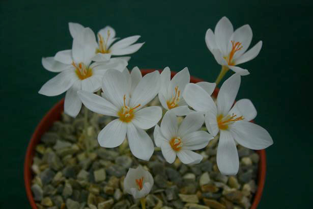 Crocus pulchellus 'Albus' 