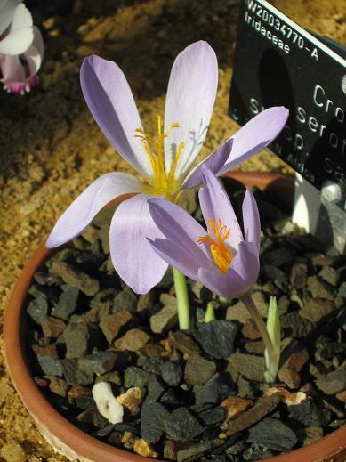 Crocus serotinus ssp. salzmannii 