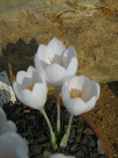 Crocus serotinus ssp. salzmannii 'Albus' 