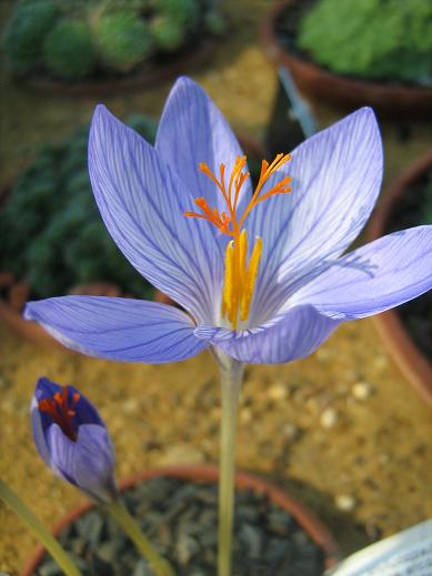 Crocus serotinus ssp. salzmannii 'Erectophyllus' 