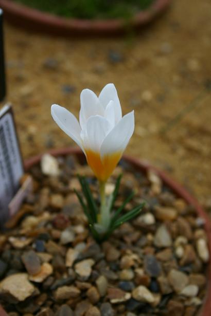 Crocus sieberi 