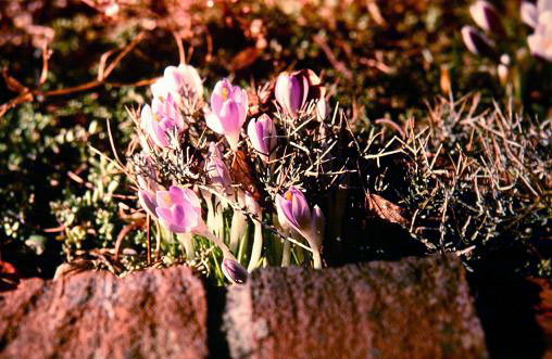 Crocus sieberi 