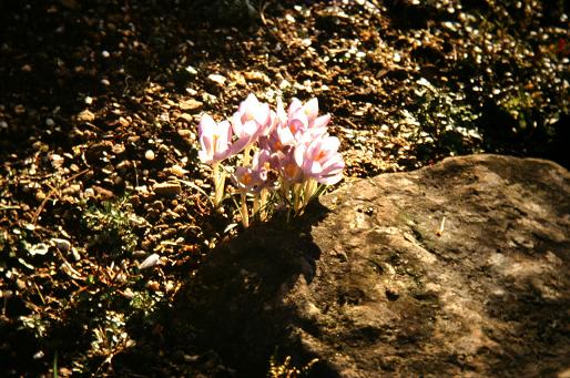 Crocus sieberi ssp atticus 