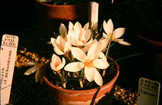 Crocus sieberi 'Bowles White' 