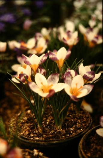 Crocus sieberi 'Hubert Edelstein' 