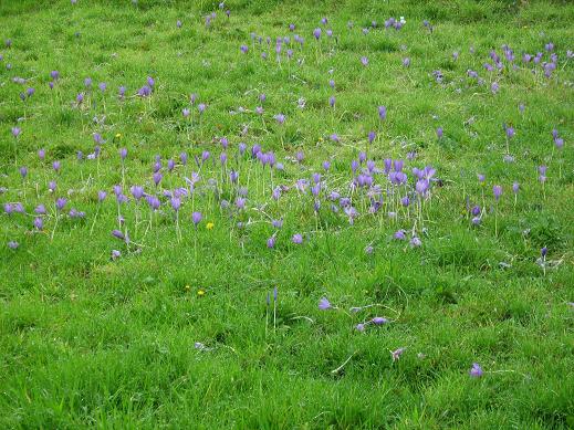 Crocus speciosus 