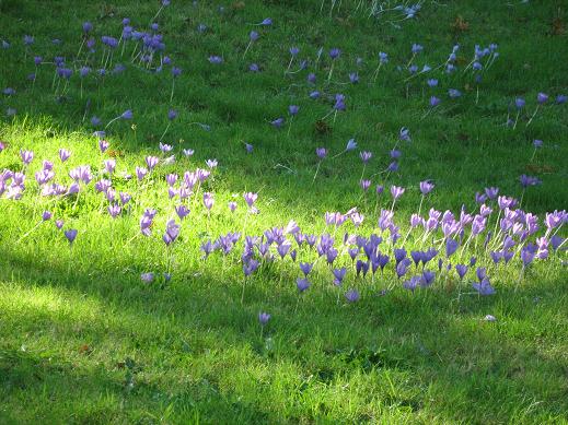 Crocus speciosus 