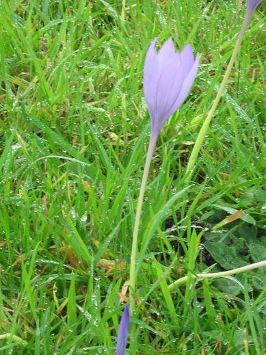 Crocus speciosus 