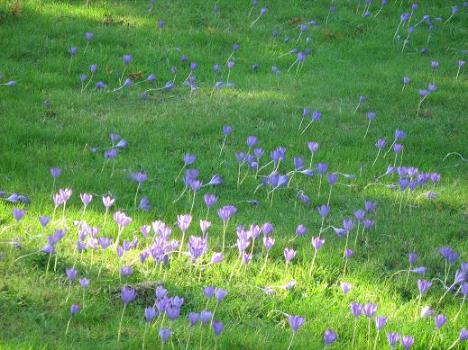 Crocus speciosus 