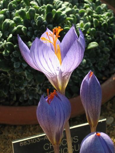 Crocus speciosus 'Conqueror' 