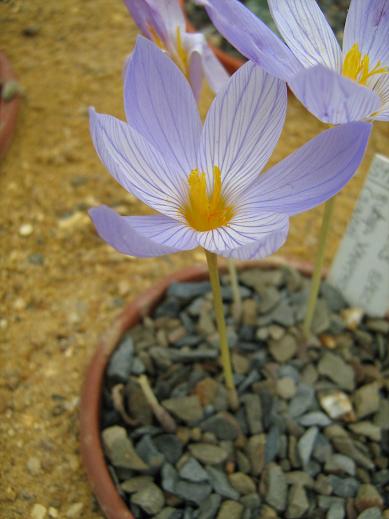 Crocus speciosus ssp xantholaimos 