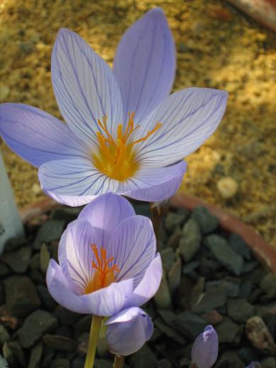 Crocus speciosus ssp xantholaimos 