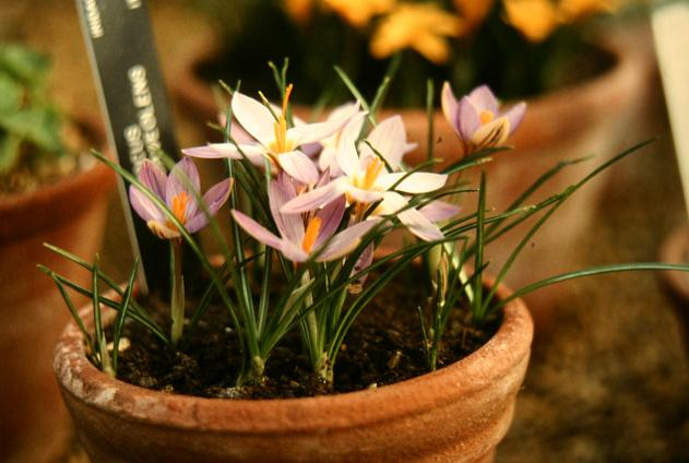 Crocus suaveolens 