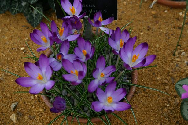 Crocus tomasinianus 