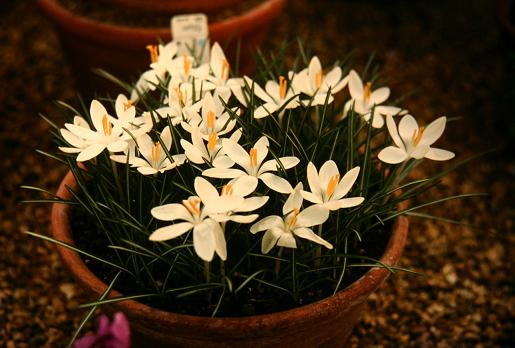 Crocus tomasinianus'Albus' 