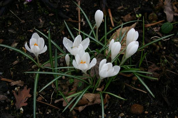 Crocus tomasinianus 'Balkan White' 