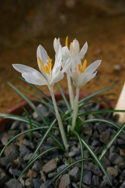 Crocus tomasinianus 'Eric Smith'