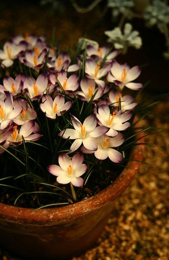 Crocus tomasinianus 'Pictus' 