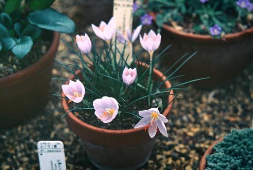 Crocus tournefortii 