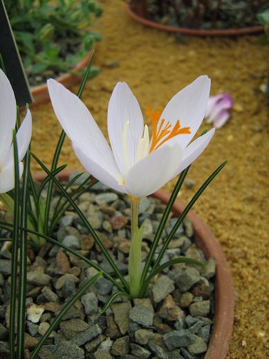 Crocus tournefortii 