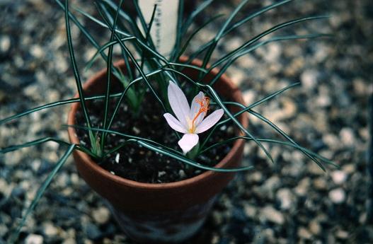 Crocus tournefortii 