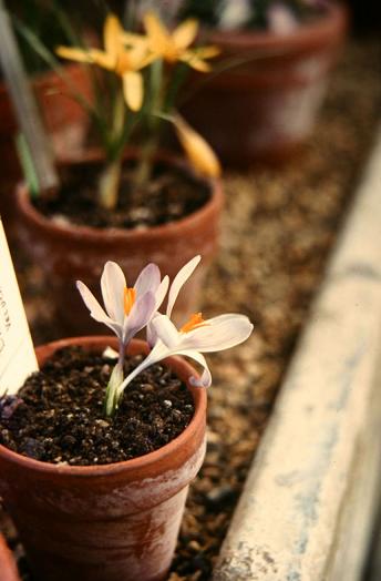 Crocus veluchensis 