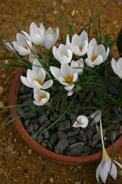 Crocus x jessoppiae 