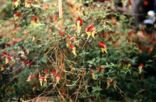 Crotalaria grewei 