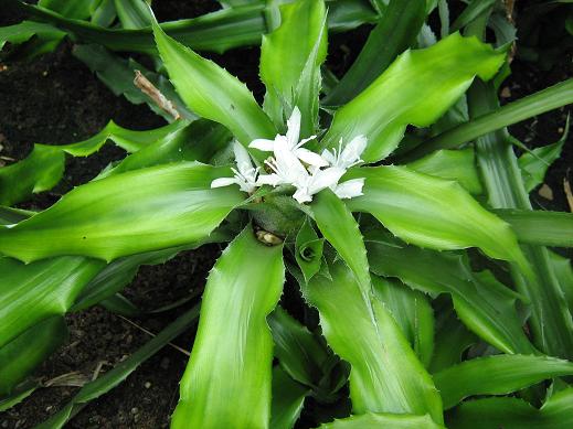 Cryptanthus praetextus 